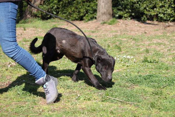 KENNIE, GIOVANE CANETTO, DERIVATO MOLOSSO, TAGLIA MEDIA, AFFETTUOSO, COMPATIBILE CON ALTRI CANI, BRAVO AL GUINZAGLIO Foto 8